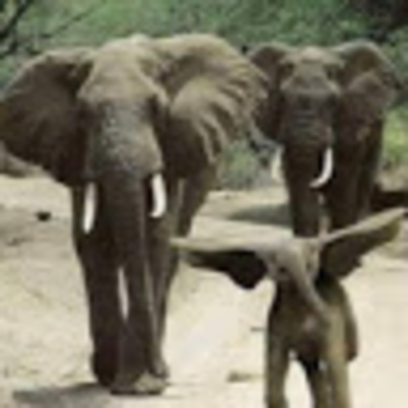 Meet your Posher, Julie - Picture 1 of 1